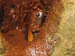 Uperodon triangularis