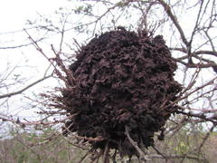 Crematogaster castanea