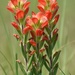Texas Paintbrush - Photo (c) Aidan Campos, some rights reserved (CC BY-NC), uploaded by Aidan Campos