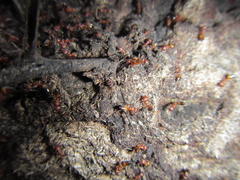 Crematogaster castanea