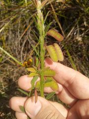 Bossiaea stephensonii