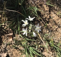Ornithogalum oligophyllum