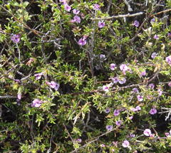 Muraltia macrocarpa