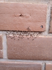 Insecta