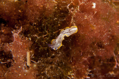 Prostheceraeus moseleyi