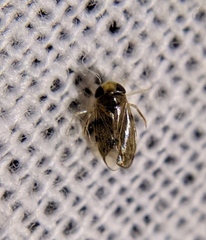 Corixoidea