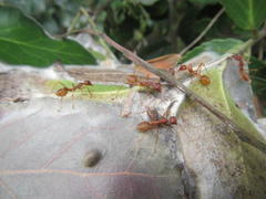 Oecophylla longinoda