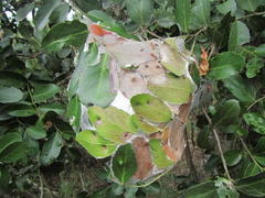 Oecophylla longinoda