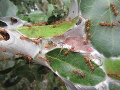 Oecophylla longinoda