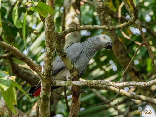 Gray Parrot