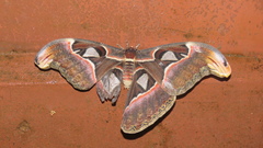 Attacus