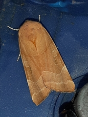 Noctua fimbriata