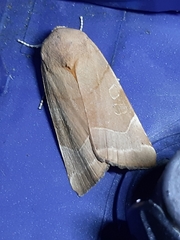 Noctua fimbriata