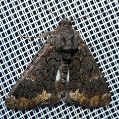 Catephia alchymista