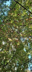 Aesculus hippocastanum