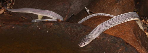 Cape File Snake