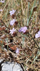 Limonium cancellatum