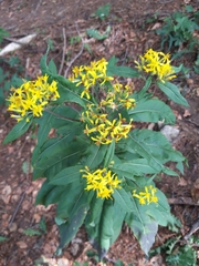 Senecio nemorensis
