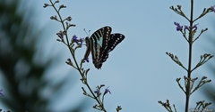 Graphium nomius