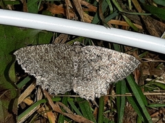 Gnophini