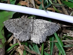 Gnophini