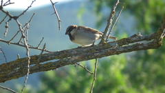 Passer domesticus indicus