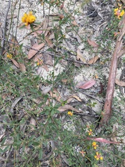 Pultenaea rosmarinifolia