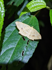 Krananda falcata