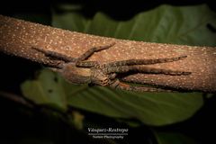 Cupiennius coccineus