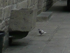 Columba livia domestica