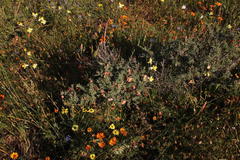 Wiborgia