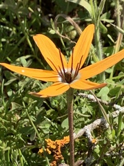 Pauridia linearis