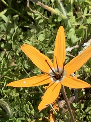 Pauridia linearis