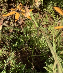 Pauridia linearis