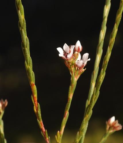 Riviersonderend Buchu (Diosma pilosa)
