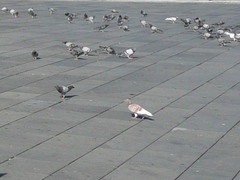 Columba livia domestica