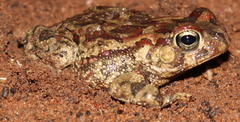 Sclerophrys garmani