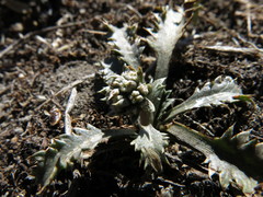 Eryngium vesiculosum