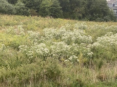 Eupatorium altissimum
