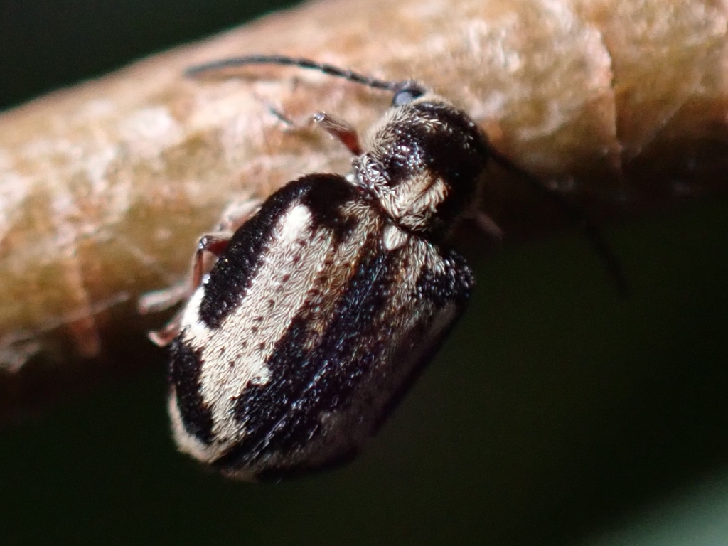 Trymolophus