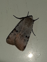 Chersotis margaritacea