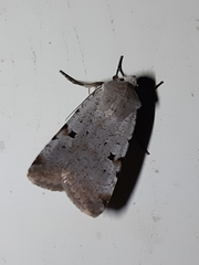 Chersotis margaritacea