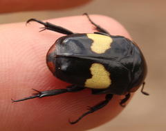 Pedinorrhina trivittata