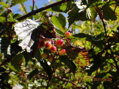 Viburnum betulifolium