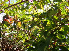 Viburnum betulifolium