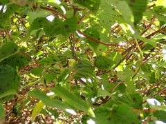 Viburnum betulifolium