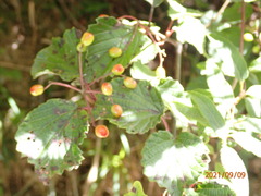 Viburnum betulifolium