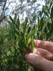 Persoonia lanceolata