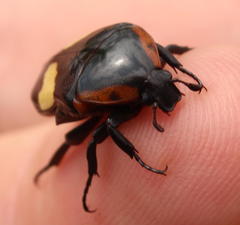 Pedinorrhina trivittata