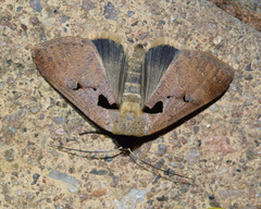 Anoba atriplaga